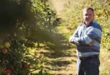 Renegociação de dívidas rurais no Banco do Brasil após alta da inadimplência no agronegócio