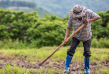 recuperacao judicial de produtores rurais no brasil e impacto no agronegocio