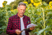 recuperação judicial de produtores rurais no agronegócio brasileiro