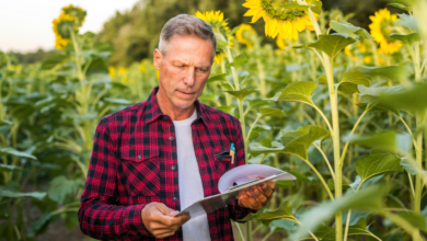 recuperação judicial de produtores rurais no agronegócio brasileiro