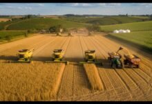 Produtor rural observa lavoura de soja em cenário que representa aumento da inadimplência no agronegócio brasileiro